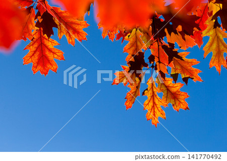 Autumn leaves on sunny day Autumn leaves on sunny day 141770492
