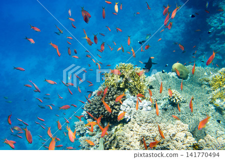 Tranquil underwater scene with copy space Tranquil underwater scene with copy space 141770494