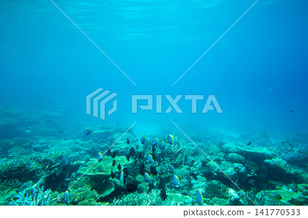 Underwater world landscape 141770533