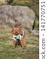 Together with a Toy Poodle 141770751