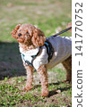 Together with a Toy Poodle 141770752