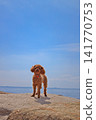 Together with a Toy Poodle 141770753