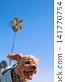 Together with a Toy Poodle 141770754
