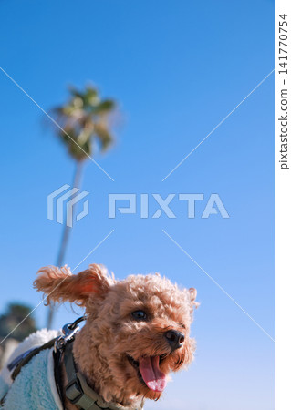 和一隻玩具貴賓犬一起 141770754