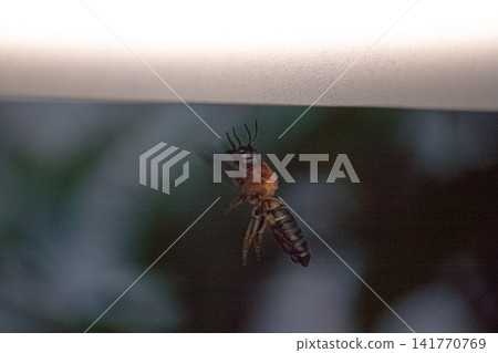 Golden-haired long-horned wasps flying around a wooden desk Golden-haired long-horned wasps flying around a wooden desk 141770769