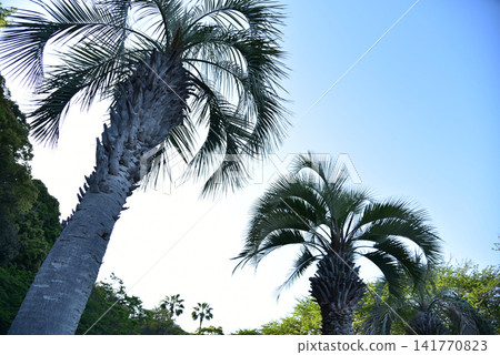 Blue sky and palm trees - Summer scenery - Background material Blue sky and palm trees - Summer scenery - Background material 141770823