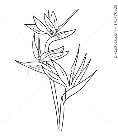 Line art illustration of a tropical plant with elongated leaves and flowers, showcasing intricate details and organic shapes on a white background Line art illustration of a tropical plant with elongated leaves and flowers, showcasing intricate details and organic shapes on a white background 141770829