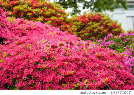 A spring garden scene adorned with pink azaleas in full bloom. A beautiful landscape of fresh greenery and flowers. A spring garden scene adorned with pink azaleas in full bloom. A beautiful landscape of fresh greenery and flowers. 141771007
