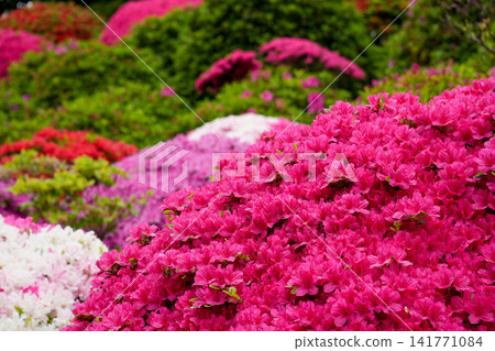 春意盎然的花園景色,杜鵑花盛開。 春意盎然的花園景色,杜鵑花盛開。 141771084