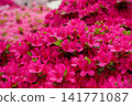 春意盎然的花園，盛開著艷麗的粉紅杜鵑花。 141771087