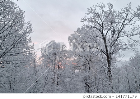 Winter Wonderland: Serene Snow-Covered Trees at Dawn in a Tranquil Forest Winter Wonderland: Serene Snow-Covered Trees at Dawn in a Tranquil Forest 141771179