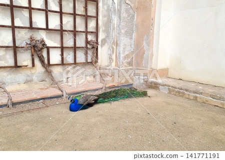 Majestic Peacock Resting in Rustic Urban Environment for Nature Photography Majestic Peacock Resting in Rustic Urban Environment for Nature Photography 141771191