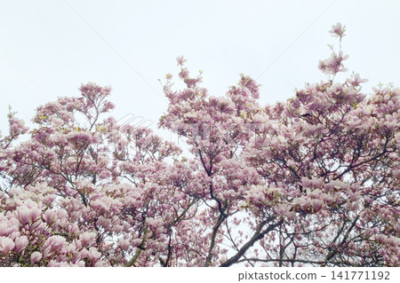 Springtime Bloom: Magnificent Magnolia Blossoms Adorning the Sky Springtime Bloom: Magnificent Magnolia Blossoms Adorning the Sky 141771192