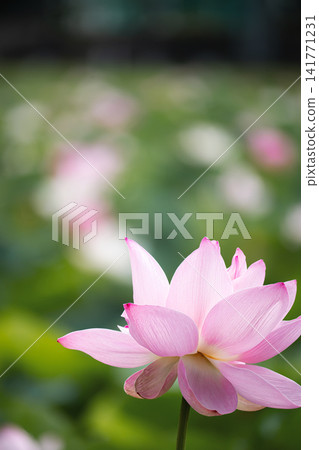 池塘對岸蓮花成簇盛開,粉紅色的蓮花也完全綻放。 池塘對岸蓮花成簇盛開,粉紅色的蓮花也完全綻放。 141771231