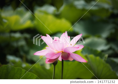Beautiful pink lotus flowers and insects against a backdrop of green leaves. Beautiful pink lotus flowers and insects against a backdrop of green leaves. 141771232