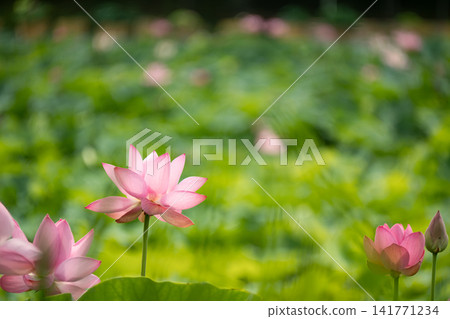 A landscape of lotus flowers in full bloom and buds, depicted in a horizontal composition. A landscape of lotus flowers in full bloom and buds, depicted in a horizontal composition. 141771234