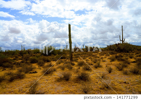 Sonoran Desert Arizona Sonoran Desert Arizona 141771299