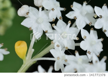 Nature, Plant: Scutellaria, a nematode containing flowers and nectar. The corolla is five-lobed, with five stamens; the yellow nematode is conspicuous against the white flower. Nature, Plant: Scutellaria, a nematode containing flowers and nectar. The corolla is five-lobed, with five stamens; the yellow nematode is conspicuous against the white flower. 141771378