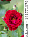 beautiful vibrant deep red rose bud  blossoming at cloudy  day in garden. macro background 141771379