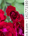 beautiful vibrant deep red rose bud  blossoming at cloudy  day in garden. macro background 141771380