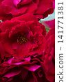 beautiful vibrant deep red roses blossoming at cloudy  day in garden. macro background 141771381