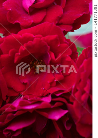 beautiful vibrant deep red roses blossoming at cloudy day in garden. macro background beautiful vibrant deep red roses blossoming at cloudy day in garden. macro background 141771381