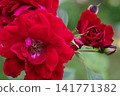 beautiful vibrant deep red roses blossoming at cloudy  day in garden. macro background 141771382