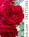 beautiful vibrant deep red roses blossoming at cloudy  day in garden. macro background 141771383