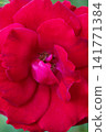 beautiful vibrant red-pink rose blossoming at cloudy  day with soft focus. macro background 141771384