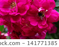 beautiful vibrant cyclamen-pink roses blossoming at cloudy  day with bumlebee. macro 141771385