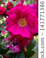 beautiful vibrant cyclamen-pink roses blossoming at cloudy  day. macro shot 141771386