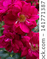 beautiful vibrant cyclamen-pink roses blossoming at cloudy  day. macro 141771387