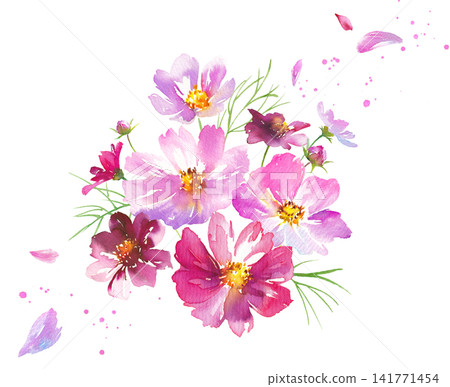 秋季花卉:水彩插畫,描繪了花瓣飄動的波斯菊(剪貼畫) 秋季花卉:水彩插畫,描繪了花瓣飄動的波斯菊(剪貼畫) 141771454