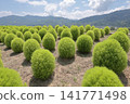 Vast kochia 141771498