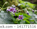 Squid flower 141771516