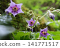 Squid flower 141771517