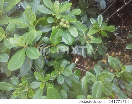 Unripe Pittosporum tobira fruit Unripe Pittosporum tobira fruit 141771714
