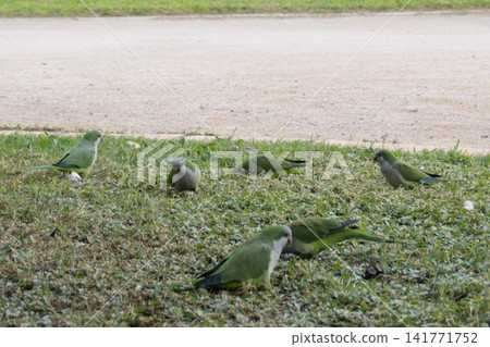 Monk parakeets feed close together on the grass in Valencia. Green parrots foraging in a tight group Monk parakeets feed close together on the grass in Valencia. Green parrots foraging in a tight group 141771752
