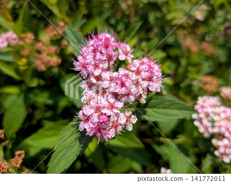 淡粉紅色的繡線菊，在初夏的陽光下閃閃發光。 141772011