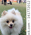 Pomeranians enjoying themselves at the dog park 141772012