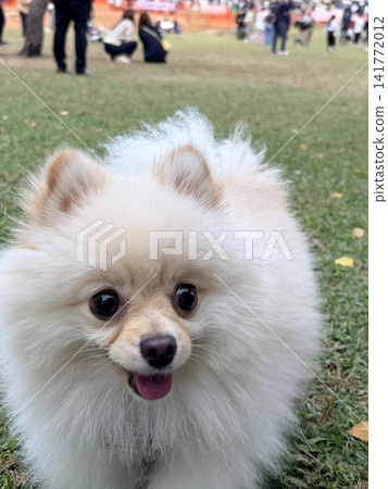博美犬在狗公園玩得很開心 博美犬在狗公園玩得很開心 141772012