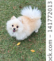Pomeranian when you call its name 141772013