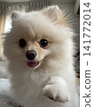The world's cutest Pomeranian 141772014