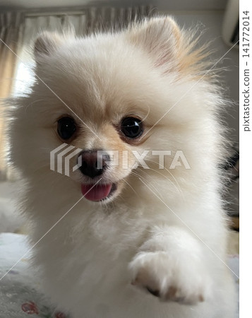 世界上最可愛的博美犬 世界上最可愛的博美犬 141772014