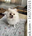 A Pomeranian that obeys its owner 141772015