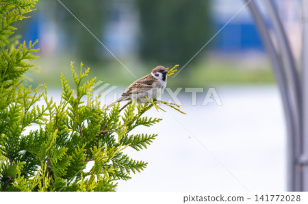 A sparrow on a thuja branch on a sunny spring day. A sparrow on a thuja branch on a sunny spring day. 141772028