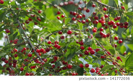Ripe red sour cherries hanging on a cherry tree branch with green leaves. Fresh organic fruits Ripe red sour cherries hanging on a cherry tree branch with green leaves. Fresh organic fruits 141772036