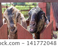 Two goat heads are looking out from behind the fence. 141772048