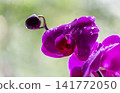 An isolated bright purple orchid flower with raindrops. 141772050