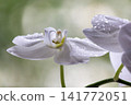 White orchid flower with water droplets, isolated against a blurred background. 141772051